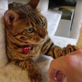 ケンカ？！パパさんに撫でられた猫ちゃんの反応は…？