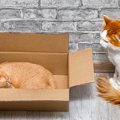 猫にとって『縄張り』が大切な理由3選　入られたくないワケや争いを防ぐた…