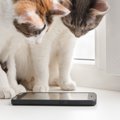 『猫不足』に陥ったときに表れがちな禁断症状5選　思わず取ってしまう…