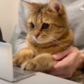 ミニサイズのノートパソコンを買ってあげたら……猫が見せた『可愛すぎる行…