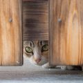 猫の『秘密結社（NNN）』を知っていますか？構成員や活動内容など、謎…