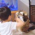 男の子が手を動かしたら…『完璧に真似する猫』が可愛すぎると449万表…