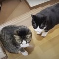 家庭内パワースポット？次々と集まってお口を開ける猫さんズ