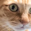 お利口さんに座って撮影される猫の隣で、同居猫が…二度見必至の『まさかの…