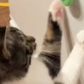 猫が冷蔵庫についている『ハンドスピナー』を発見した結果→夢中になって……