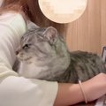 仕事中にやってきた猫→キーボードの前に座って…甘えん坊すぎる様子に「赤…