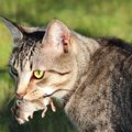 猫がお土産で虫や動物の死骸を持ってきた時の対処法