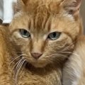 10年間の外暮らしを経て家猫になり1か月半→5匹の『保護子猫』がやって…
