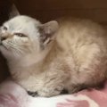 崖の上で鳴いていた子猫…『雨の中の懸命なレスキュー』を行う様子に感…