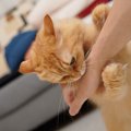 愛猫が『不安』を感じている4つのサイン　こんな姿が見られたらどう対処す…