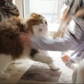 猫が少女と『超本気でバトル』した結果…微笑ましすぎるじゃれ合いの光…