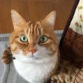 猫が飼い主に伝えたいと思っている『5つのこと』