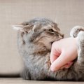 猫の「しつこいニャ！」サイン5選！そのときの飼い主がすべき適切な対…