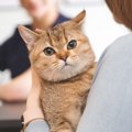 愛猫を『動物病院』に連れていく前にしたい準備5つ　スムーズな受診は…