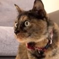 猫がいる家に『虫』が入ってきた結果…笑ってしまう『日常の様子』が11…