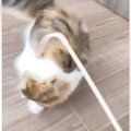 猫がネズミのしっぽを見た結果…まさかの『一回転』が"面白すぎる…