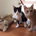 お母さんが『遠くにいる猫の名前』を呼ぶと…あまりにも可愛すぎる光景が68…
