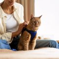 猫に『リード・ハーネス』は必要なの？役立つ場面や活用するメリットを解説