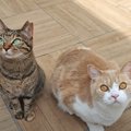 庭に突然現れた『訪問者』に、2匹の猫が…あまりにも微笑ましい光景に…