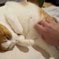 『頭を撫でてほしい猫』→別の場所を撫でられると…あまりにも賢い『ま…