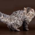 【獣医師監修】セルカークレックスの平均寿命は何年？長生きのポイントや…