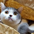 どこいった？猫が隠れて出てこないときの心理３つ