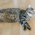 猫が『口笛』を吹くと反応する理由4選！実はストレスになることも