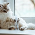 猫に「消毒液」が危険な3つの理由　飼い主さんが使ったあとの注意点も…