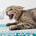 猫が『ブチギレ寸前』のときにみせるサイン4つ　起こりうるトラブルや…