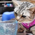 絶対に諦めないニャ！飼い主さんのごはんを食べたい猫ちゃん