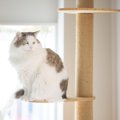 猫が『飼いやすい』って本当？そう言われる4つの理由　猫と暮らすにあ…