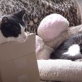 考える猫ちゃん！急がば回れ？