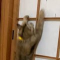 『障子』を登り始めた猫→頂上に到達すると…笑わずにはいられない光景…