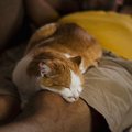 猫が『人に添い寝したくなる』5つの場所♡上手に誘導する方法とは？