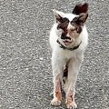 “AI生成ではないか”と疑われるほどボロボロだった猫…涙あふれる"…