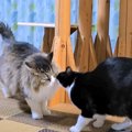 ２匹の姉妹猫の不在で、元気がないボス猫→２週間ぶりに再会した結果…あま…