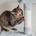猫を迎える前に『揃えておきたいアイテム』9選　あると便利な理由や使い方…