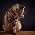 猫がよくやる『ジェスチャー』3選と、それぞれのキモチ　動きを観察す…