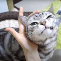 シリンジでお水をがぶ飲み！飲むときはカメラ目線な猫ちゃん