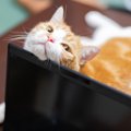猫は『自分がかわいい』と自覚している？そう思いたくなる、猫のあざ…