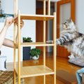 猫のために頑張りたい『DIYアイデア』4選！リーズナブル＆カスタム自…