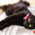 黒い毛並みが美しい『黒猫』の魅力4選　性格の傾向やさまざまな知識をご紹介