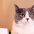 『あまり鳴かない』と言われている猫種3選　性格や魅力、飼い方のコツもご…