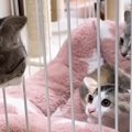 初対面の子猫2匹に"やんのかポーズ"で威嚇された先住猫…素…