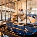 猫の暮らしに『ケージ』は必要？あると役立つ4つの理由　選び方や中に…