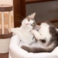 猫がいる部屋で『ノミ』を見つけた時にするべき3つのこと　室内飼いで…