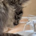 「初めましての飲み方すぎる」自動給水機で水を飲む猫を見てみると…あ…
