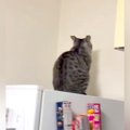 壁に向かって動かない猫→様子をうかがうと、振り向いて…想像以上に『気持…