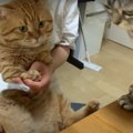 ドキドキ！ママさんが猫ちゃんの爪切りに初挑戦！