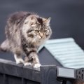 猫を「家出」させてしまう絶対NGな住環境3つ　当てはまるところは今す…